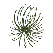 Pine Spruce Branches 3