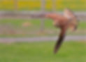 fullsizeoutput_1182.jpeg