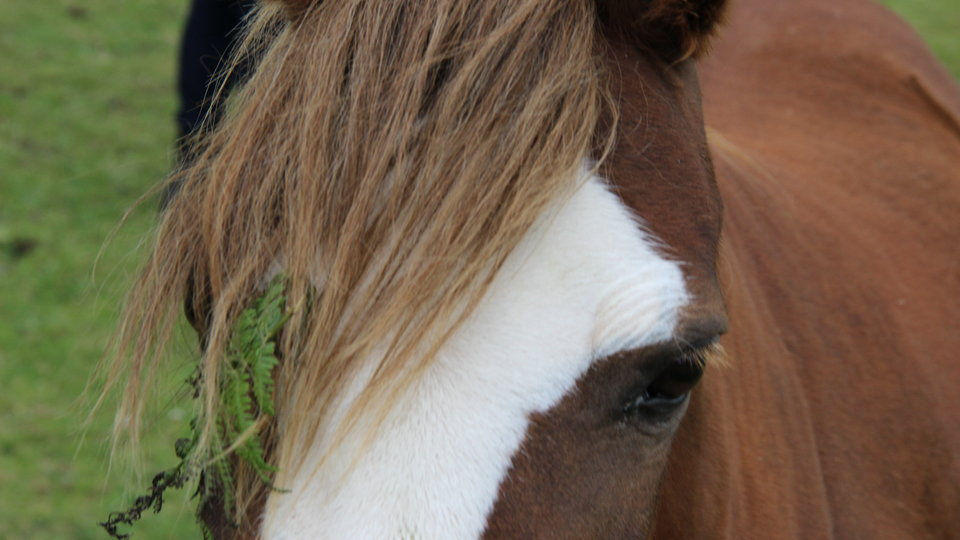 Junk feed and its antidotes