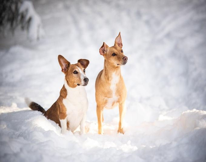 Hvem er vi som driver Sotra Hundehall_04.jpg