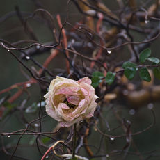Eine Rose im Herbst, wie ein Blumengesteck.