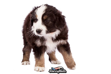 mini aussie, miniature american shepherd, mini american shepherd, mini aussies, uk, mini australian shepherd, miniature australian shepherd, dunnellons mini aussie and miniature american shepherds, puppies, planned litter, breeder, agility, mini american