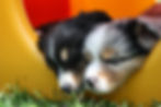 sleepy