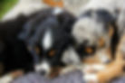 Puppies