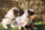 bumpkins