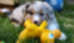 Finnley