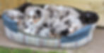 puppies