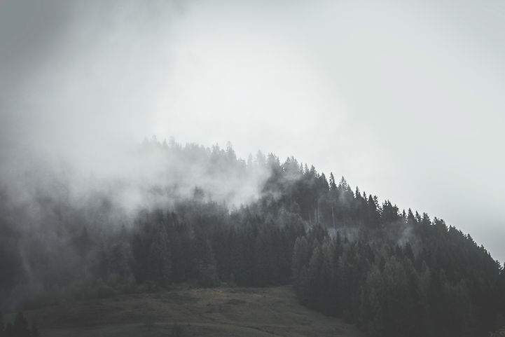 Foggy Forest Hills