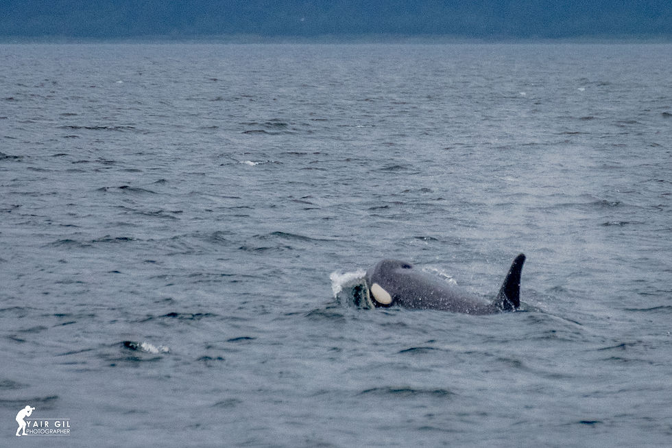 Orca - Closer Look