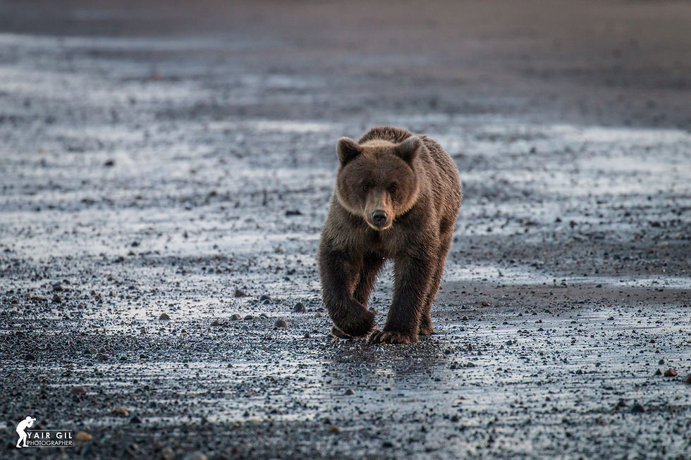 Alaska Bears
