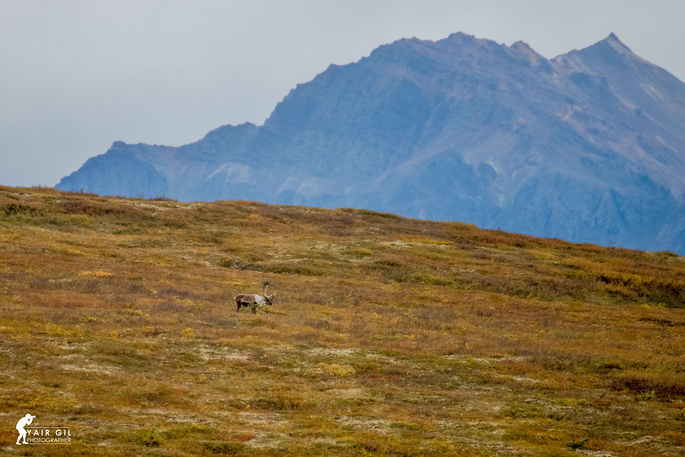 Caribou