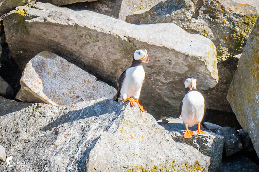 Puffin Rock