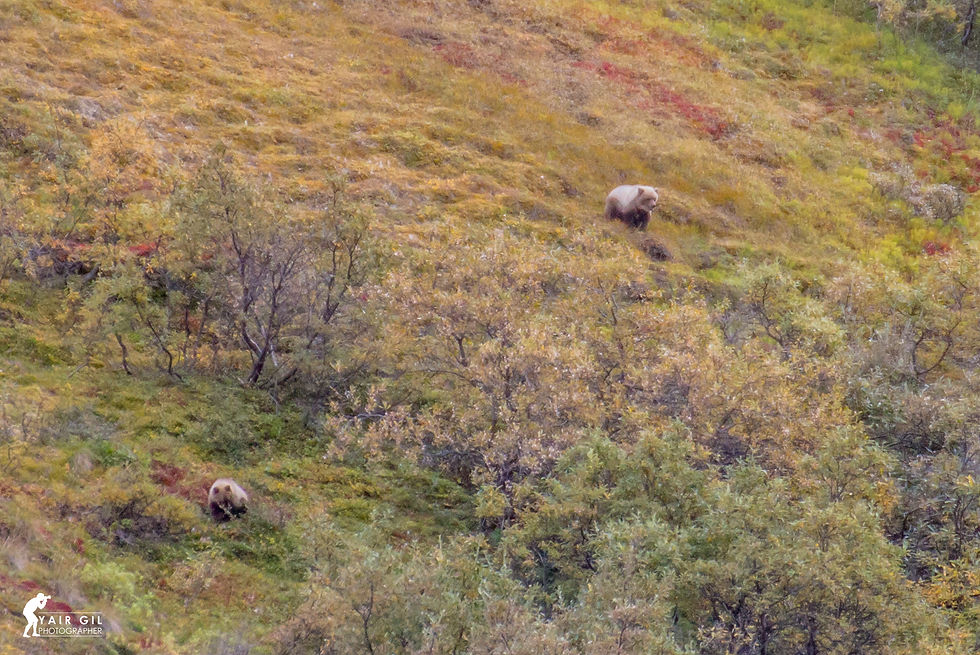 Denali Bear Cubs