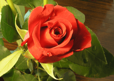 roseh