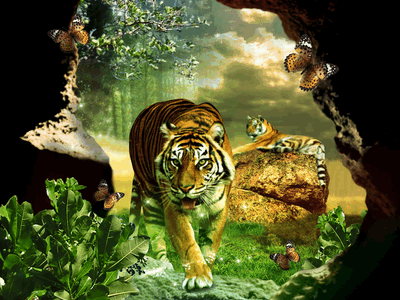tiger