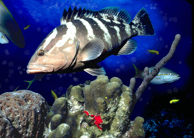 fish.gif