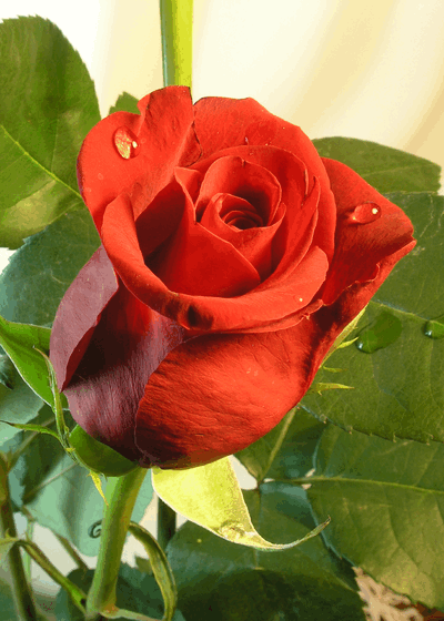 rosev
