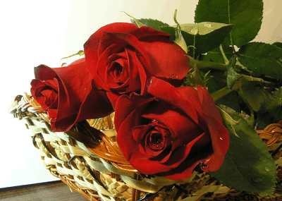 rosesh