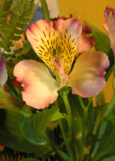iris.gif