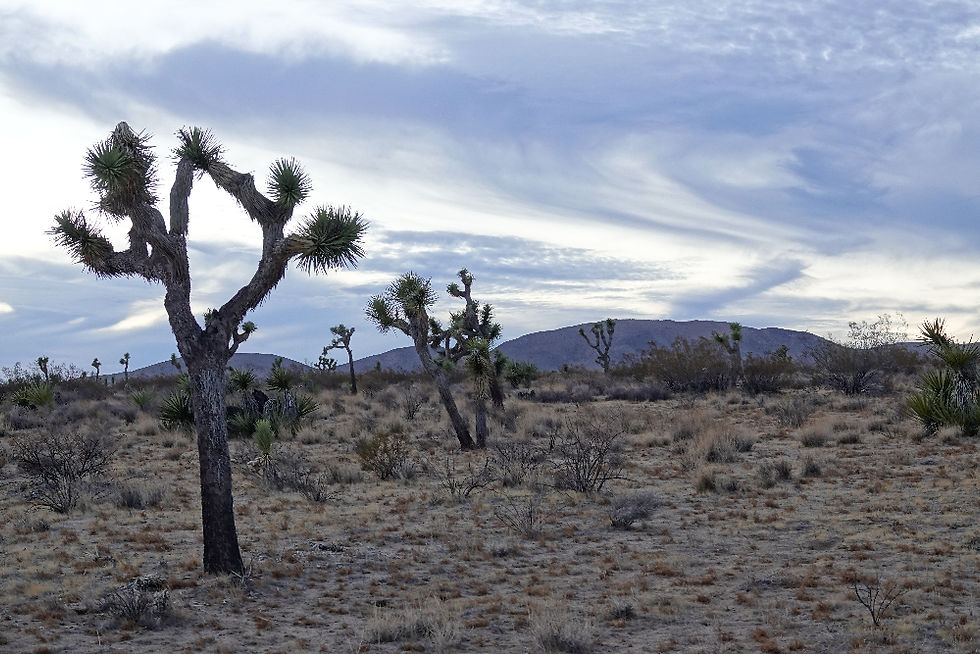 Trekking CRHT: Joshua trees under a swirly sky