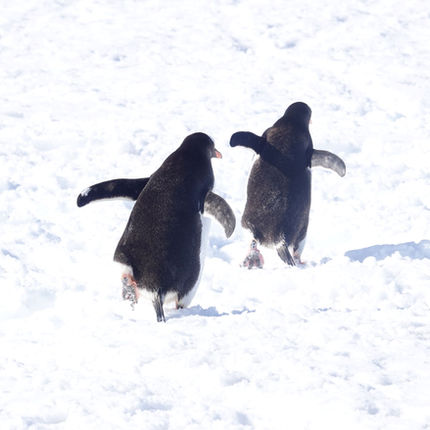 Kayak Antarctica: Penguins running from the sea to their colony