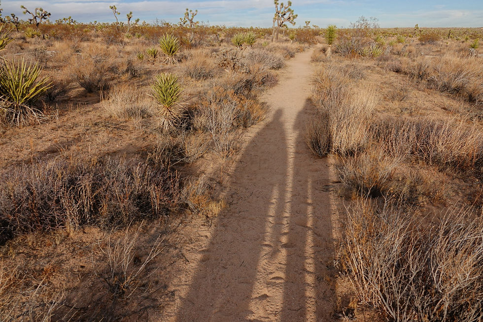 Trekking DRHT: Traversing the desert landscape of the California Riding and Hiking Trail, surrounded by resilient flora