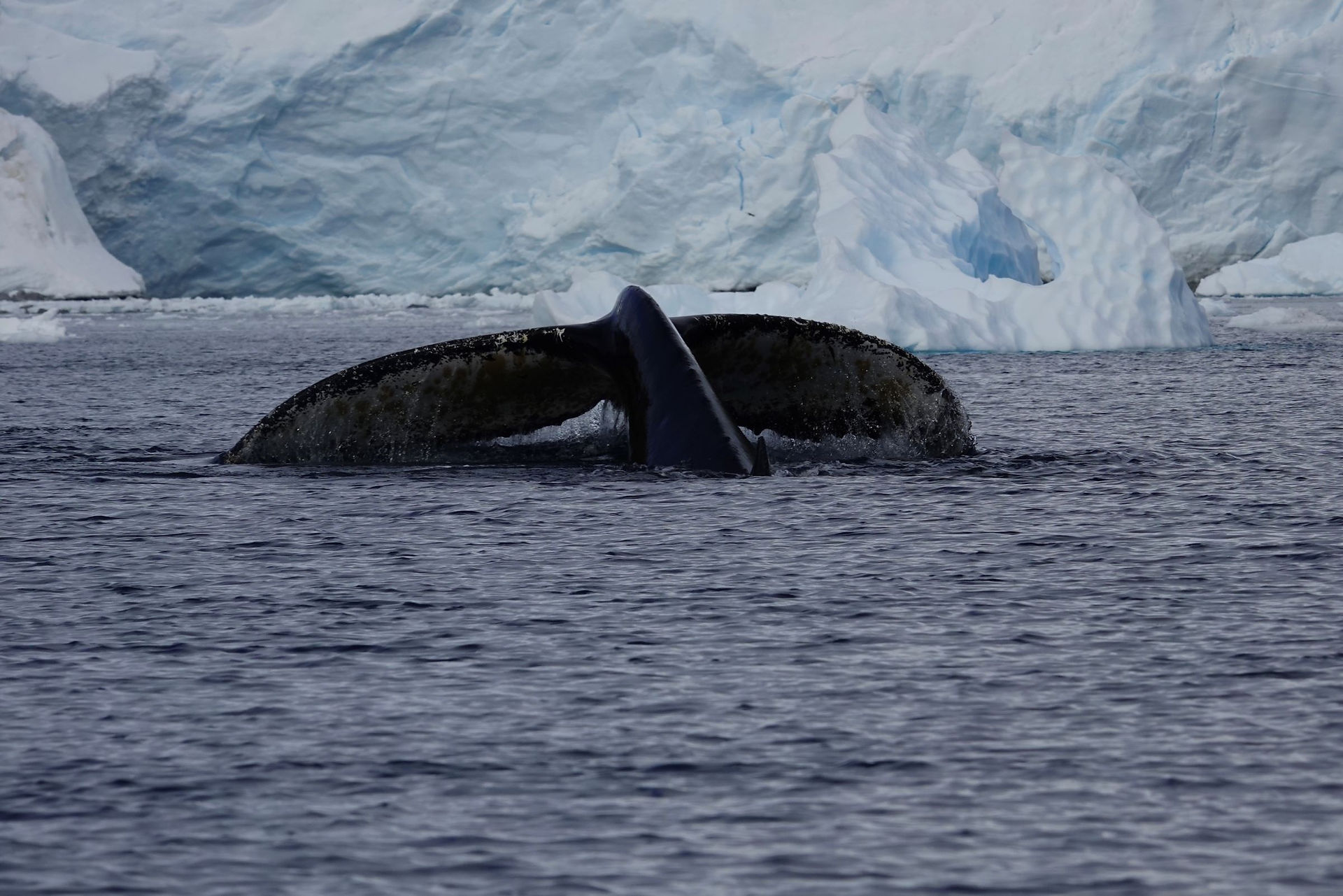 A humpback whale show, the power and grace in a whale's tail