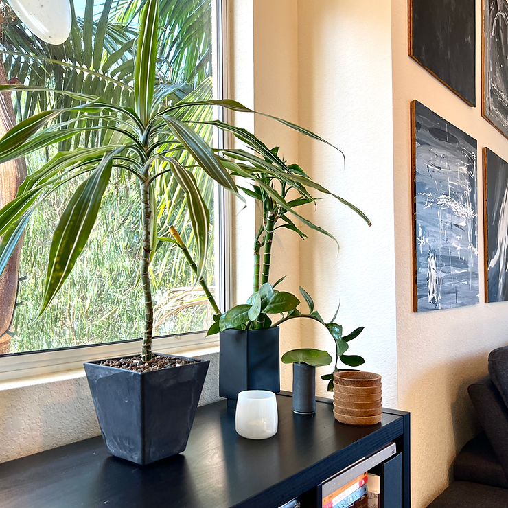 house plants - get rid of fungus gnats