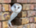 Barn Owl