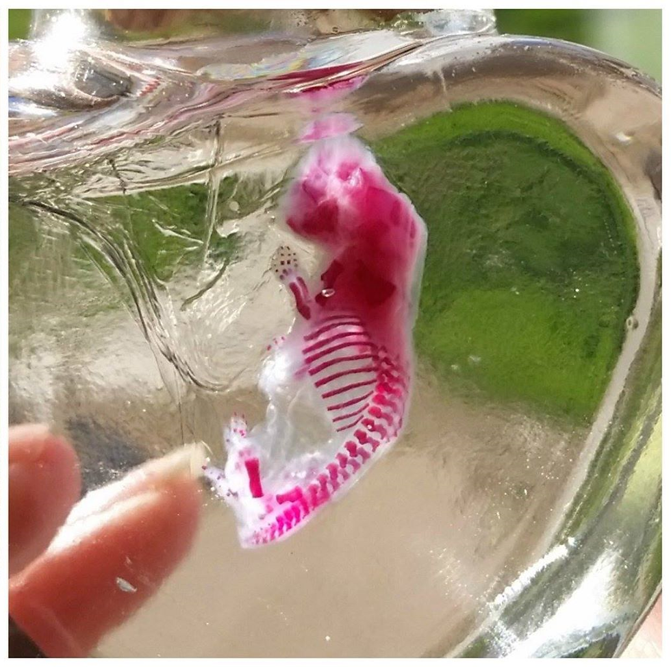 Diaphonized Mice in Heart Vial!