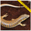 Thumbnail: Diaphonized Schneider Skink