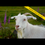 Thumbnail: Gold Horned Goat