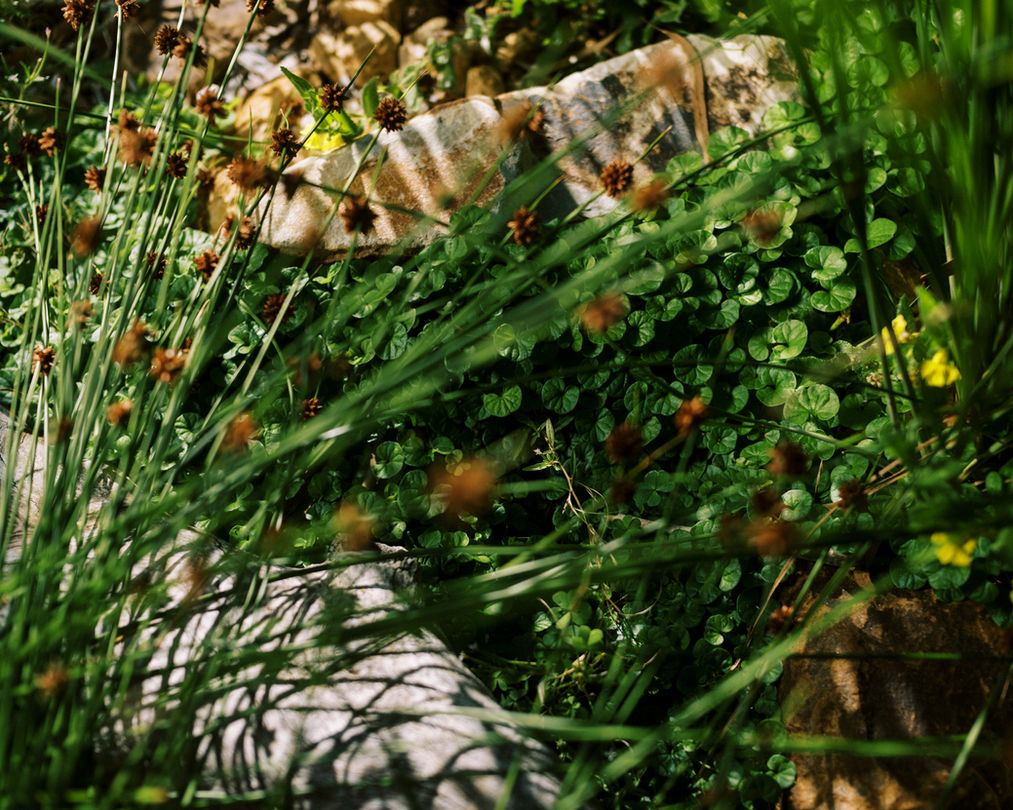 DSC_2371