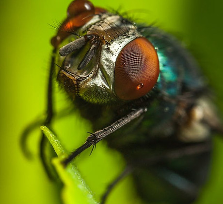 House Fly on Green Leaf