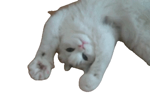 giphy (16).gif