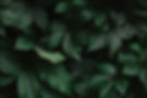 leavesbackground-2.jpg