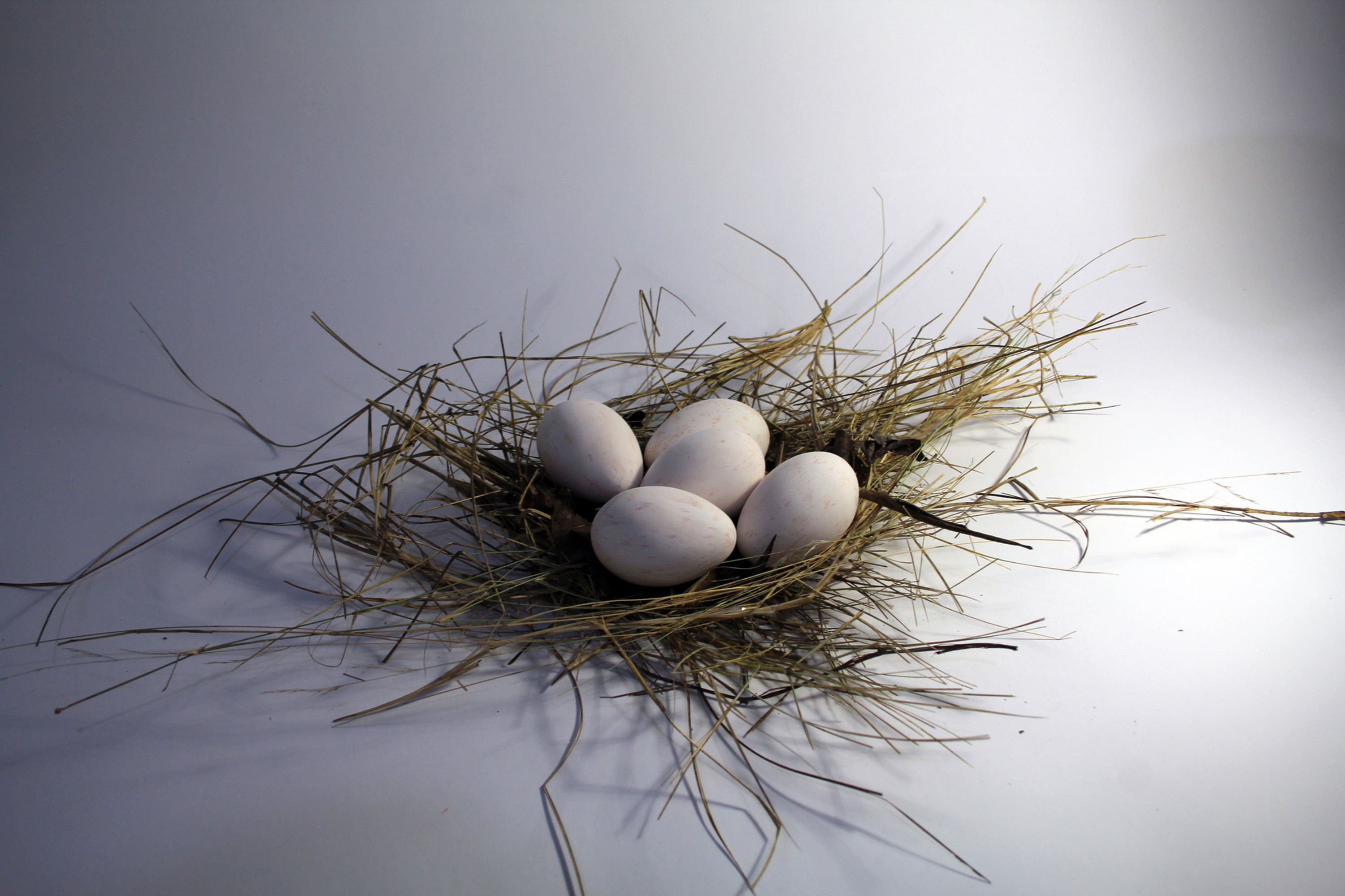 The Gone _Lewinia pectoralis clelandi_Western Lewins Rail