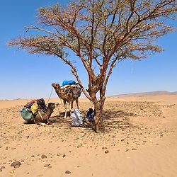 Pause à l'ombre de l'acaccias