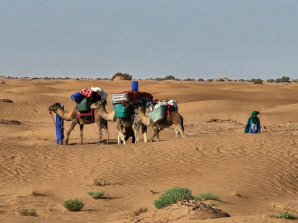 Caravane de dromadaires