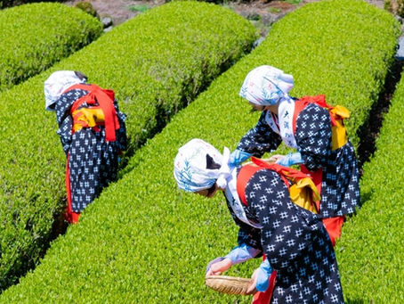 Japanese tea harvest in Shizuoka during shincha season