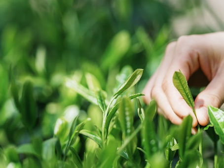 Close-up of tea leaves being hand-picked during the Japanese matcha harvest season