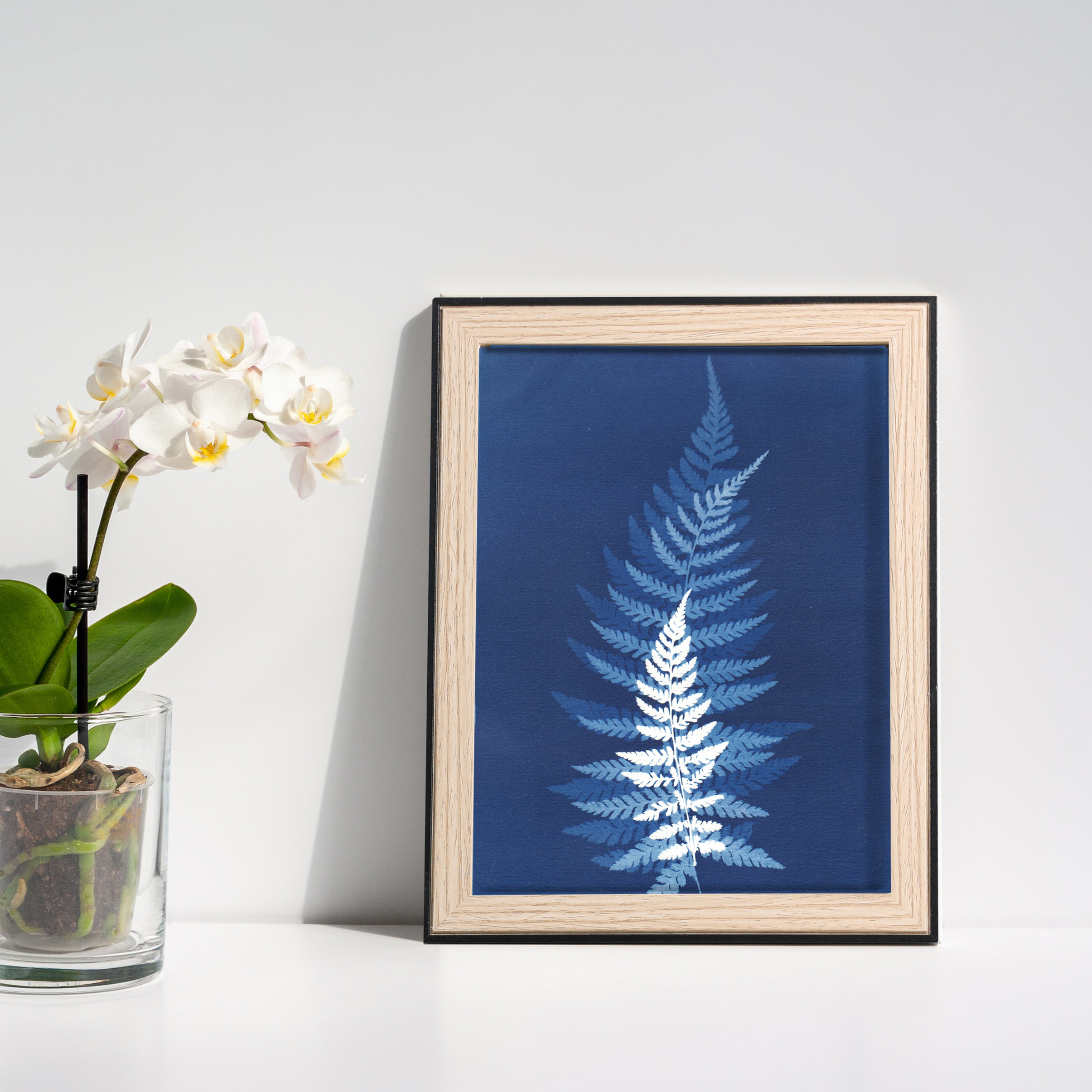 Les fougères - Cyanotype végétal