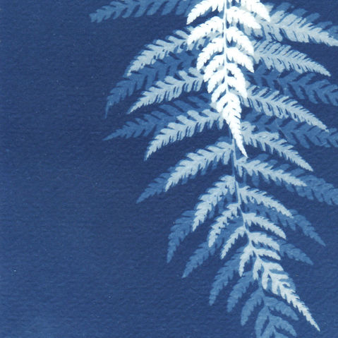 cyanotype, fougère, bleu, nature 