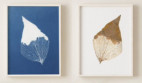 cyanotype, feuille, nature, cadre, décoration
