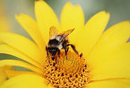 Natural Bee Products by Foreve Living at Chilternway Natural Health
