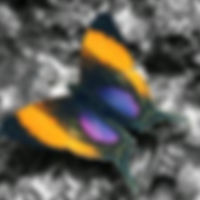 Pansy daggerfly