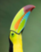 Keel-billed Toucan