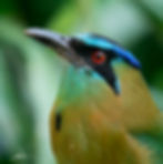 Lesson's Motmot