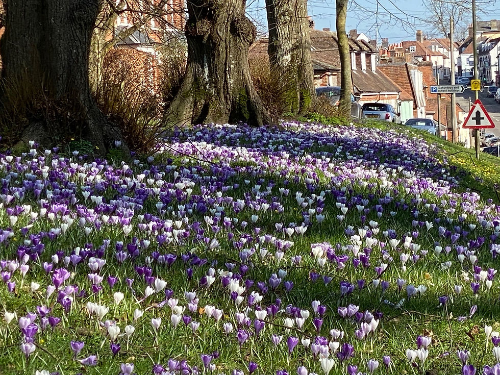 Avenue crocuses