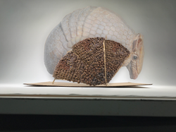 Armadillo Pavilion Shell